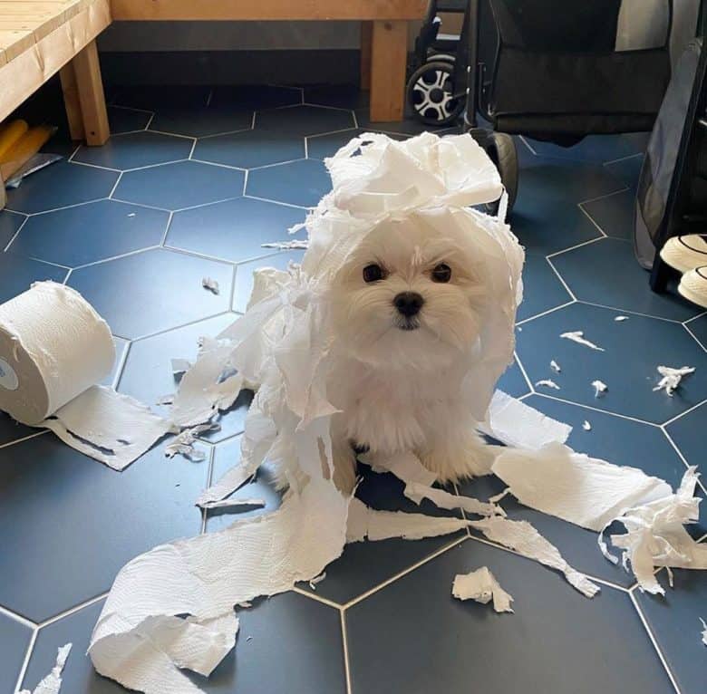 Teacup Maltese dog playing with the tissue