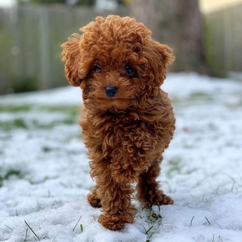 Ein brauner Teetassenpudel auf Schnee mit einer Vorderpfote