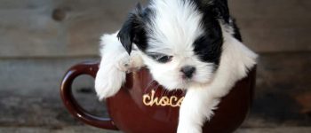 a sleeping Teacup Shih Tzu inside a teacup