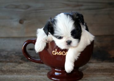 a sleeping Teacup Shih Tzu inside a teacup