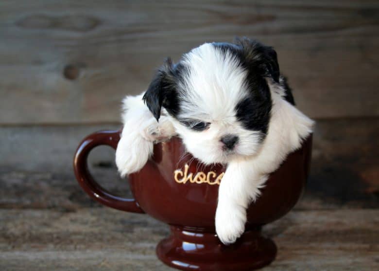 A sleeping Teacup Shih Tzu inside a teacup