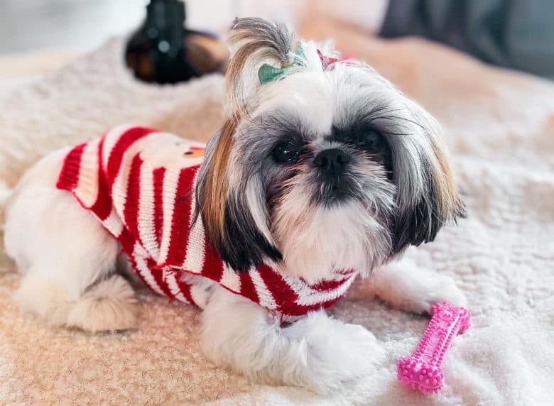 A Teacup Shih Tzu wearing Christmas sweater and a ponytail