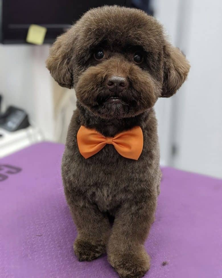 A brown Poodle wearing an orange bow tie after having a Teddy Bear Cut