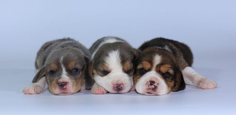 Three adorable Beagle puppies