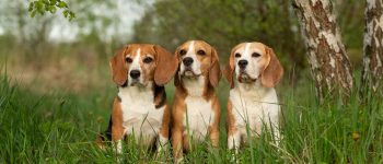 Three Beagle dogs sitting in the nature
