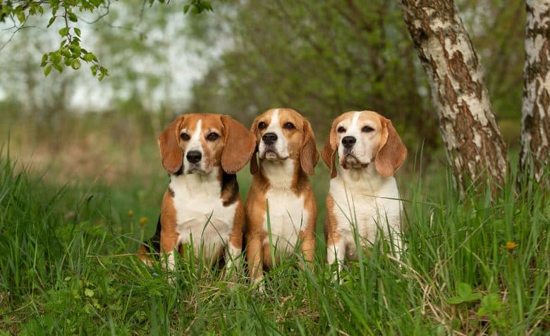 Three Beagle dogs sitting on the grass