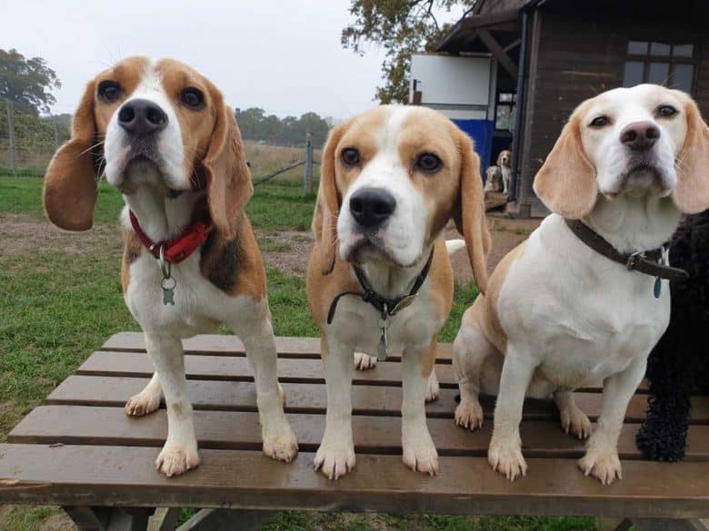Three Beagle dogs at the top of the wooden bench