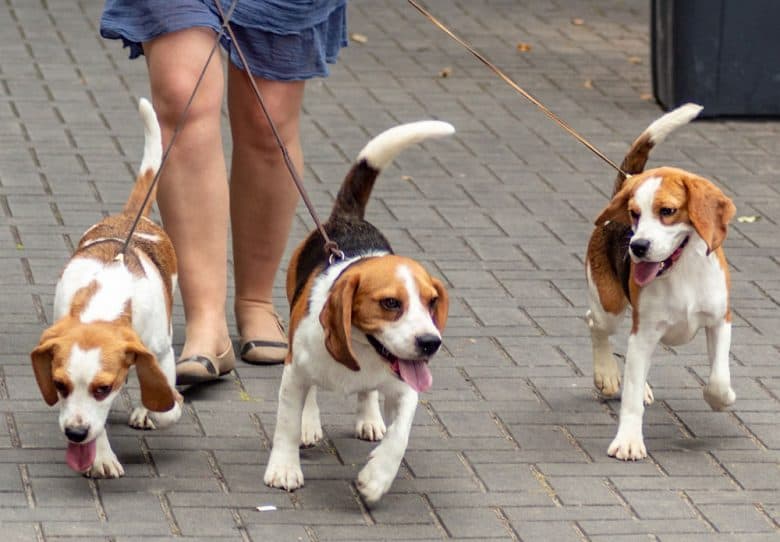 Group of Beagle dogs walking on the street