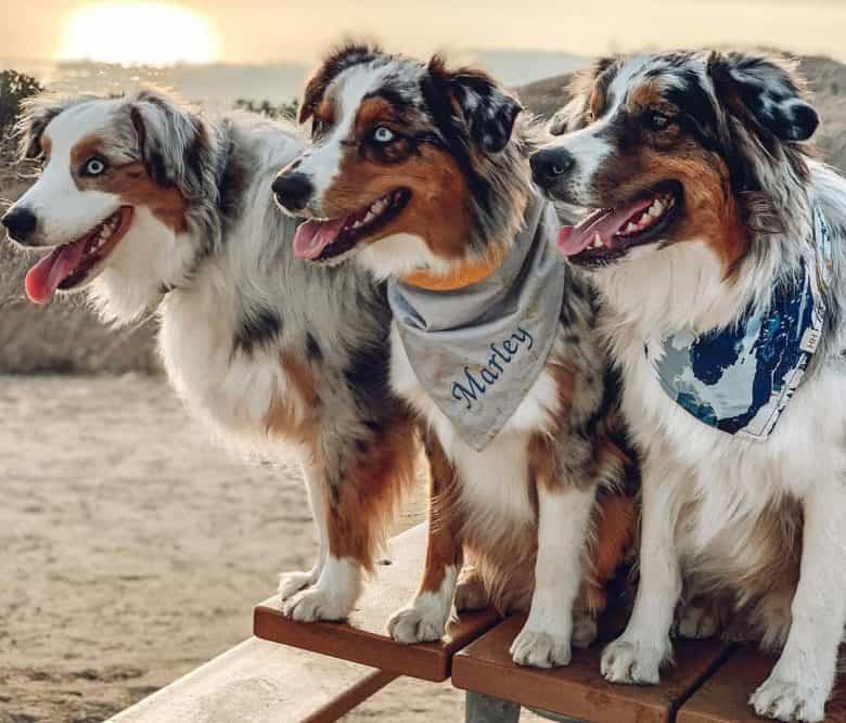 Three Blue Merle Australian Shepherd dogs