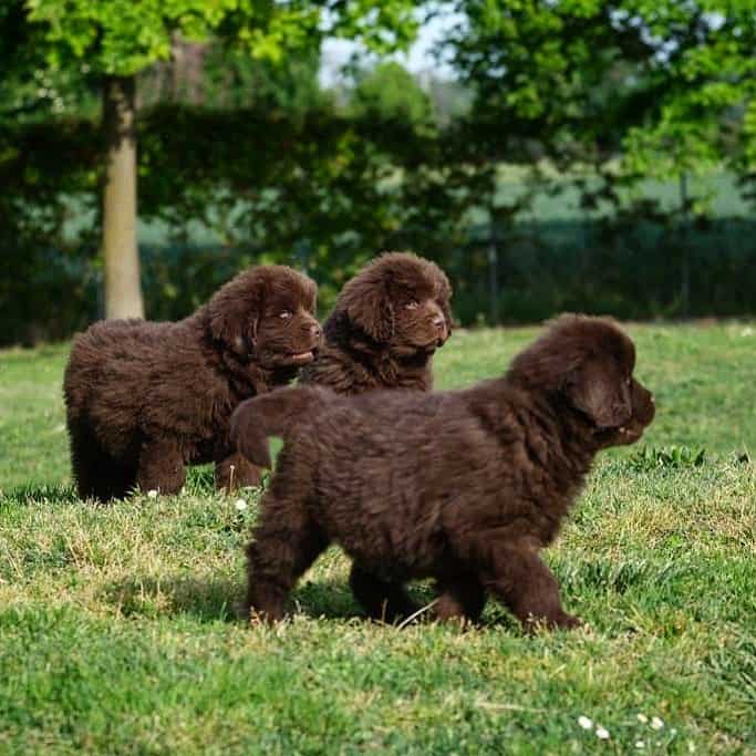 Three brown Newfie puppies walking toward their destination