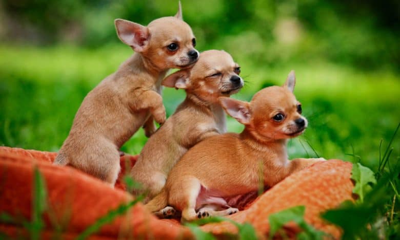 Three Chihuahua dogs in the nature