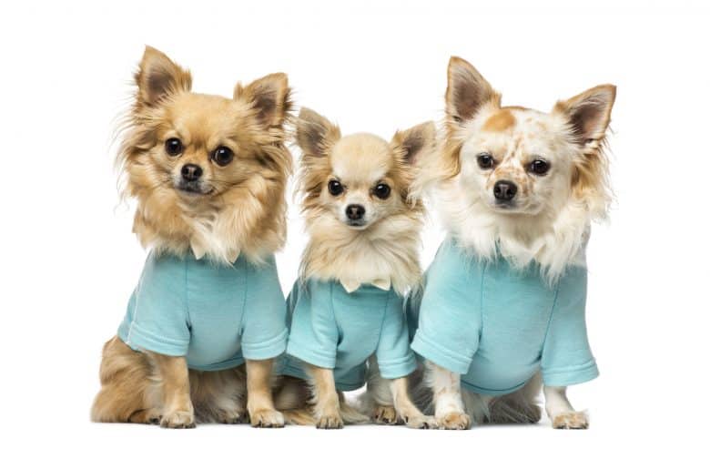 Three cute Chihuahua dongs with their dress