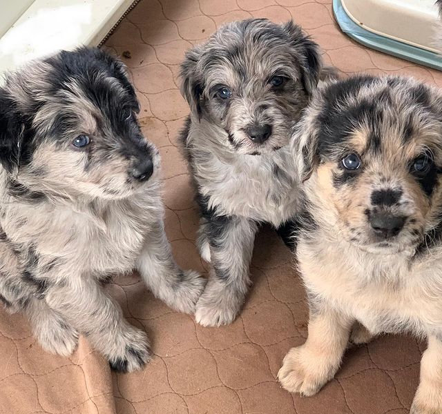 Three cute German Shepherd Poodle mix puppies