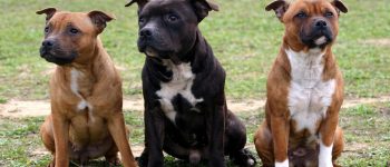 Three Staffordshire Bull Terrier dogs
