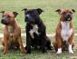 4 Types of Pitbulls and what makes them different