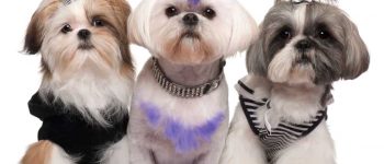 Three dressed up Shih Tzu dogs