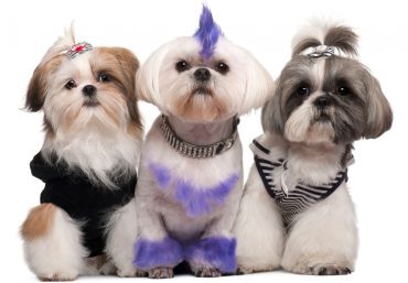 Three dressed up Shih Tzu dogs