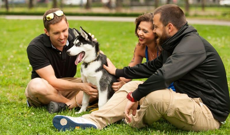 Three friends petting a Husky dog at the park