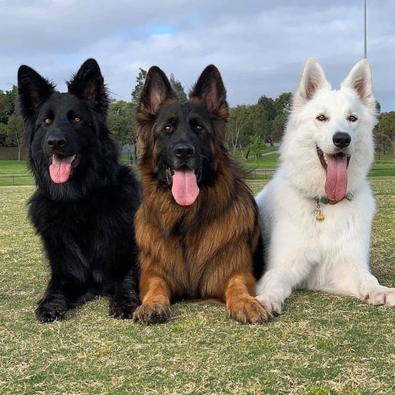 Black, sable, and white German Shepherds lying down on grass smiling