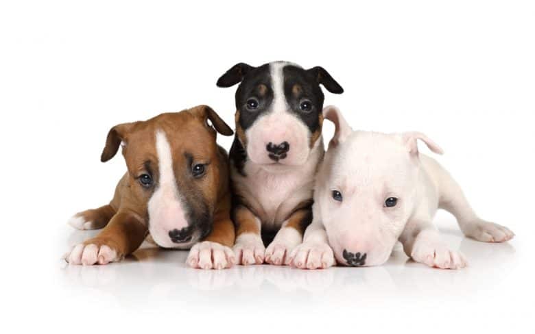 Behave three Mini Bull Terrier puppies