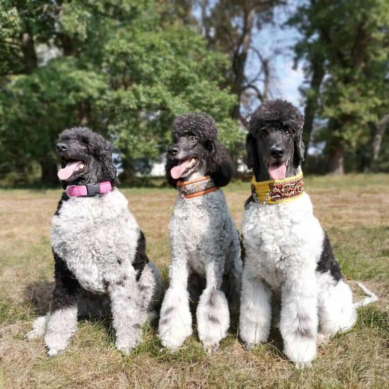 Three Parti Poodle with different collar color