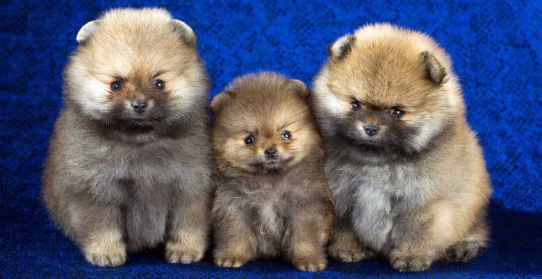 Three Pomeranian puppies sitting on a blue couch