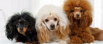 Three Poodle dogs in different colors