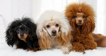 Three Poodle dogs in different colors