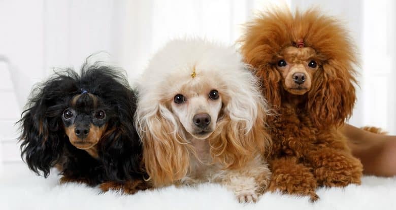 Three Poodle dogs in different colors