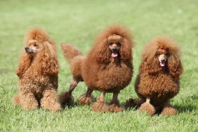 três Poodles vermelhos na grama com uma sessão de fotos