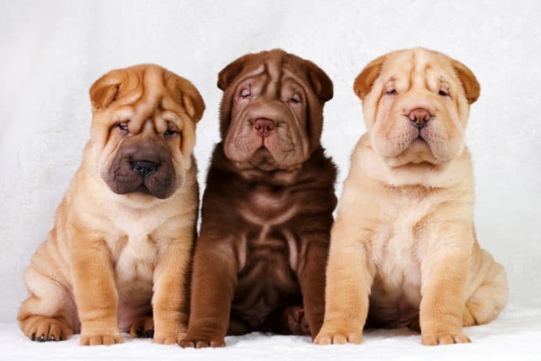 Three adorable Shar Pei puppies