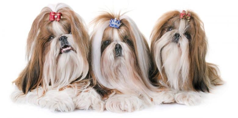 A portrait of Three Shih Tzu dogs with hair tied up