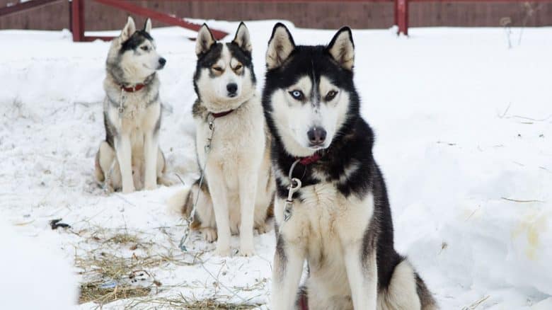 Three Siberian Huskies sitting in the snow