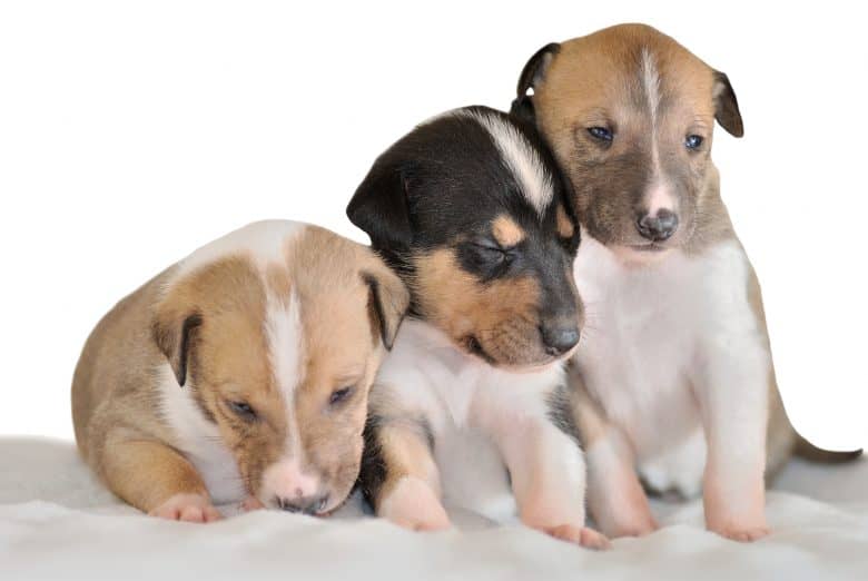 Three adorable Smooth Collie puppies
