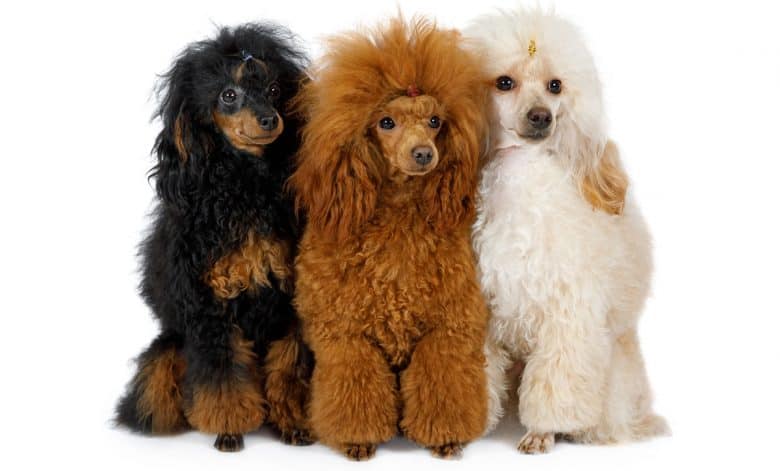 Three toy Poodle dogs in different colors