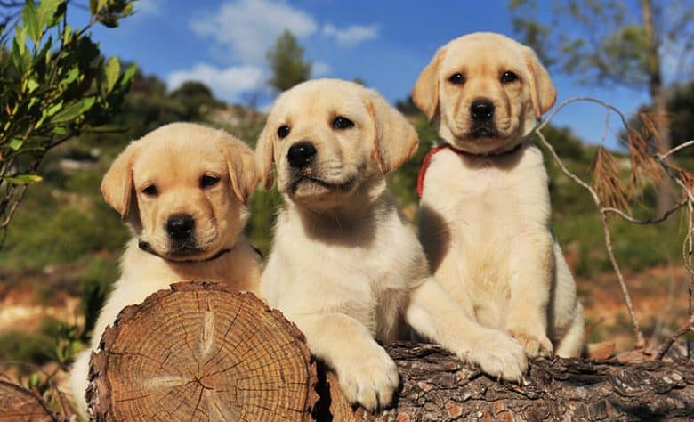 Trois chiots Labrador Retriever jaunes