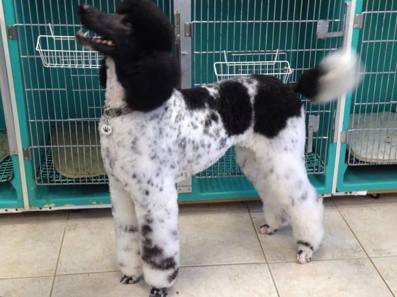 Ticking Poodle dog standing near the cage