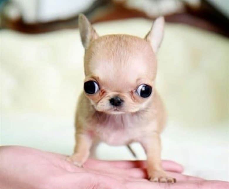 Apple head Chihuahua puppy