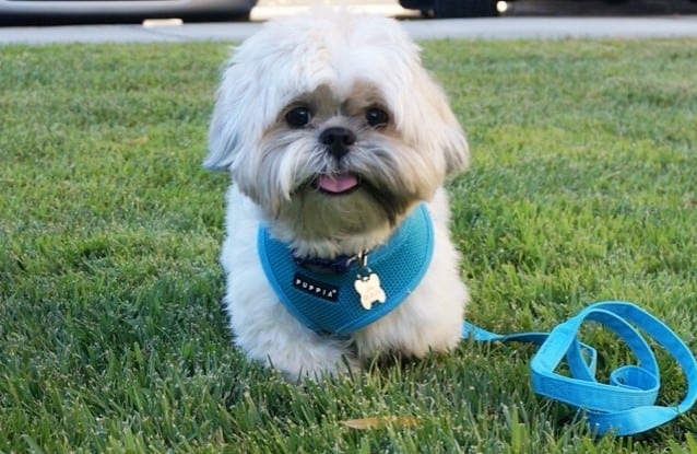 a tiny white Shih Tzu smiling and wearing a blue leash