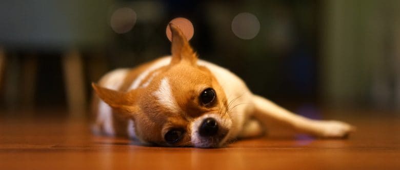 Tired Chihuahua resting on the floor