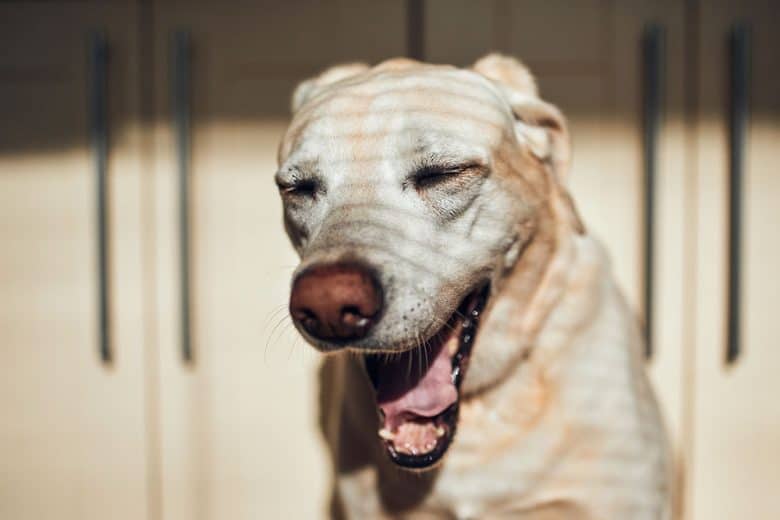 Tired Labrador Retriever dog yawning