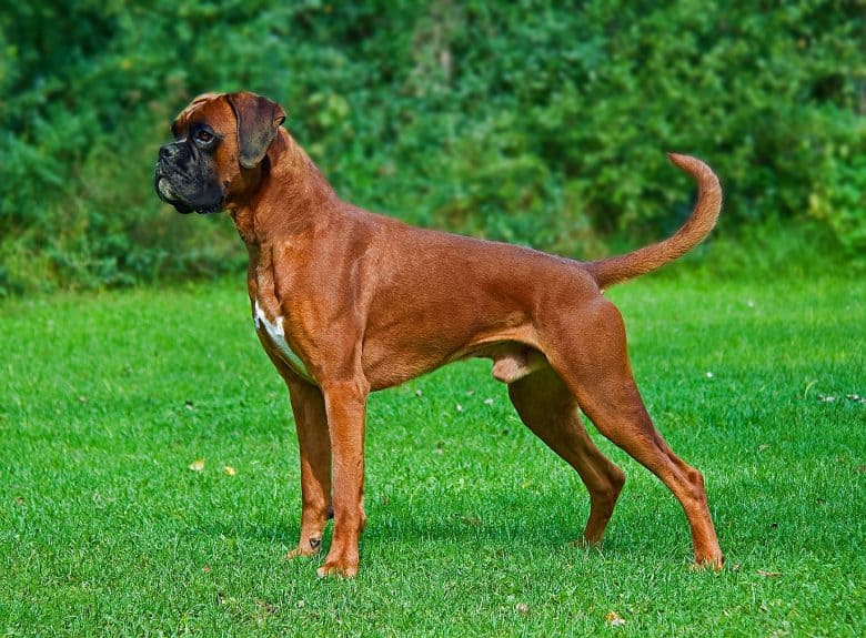 Tough-looking Boxer dog
