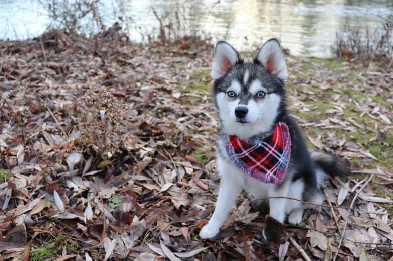 A Toy Alaskan Klee Kai puppy sitting on dried leaves