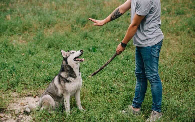 Trainer commands the Husky dog to sit