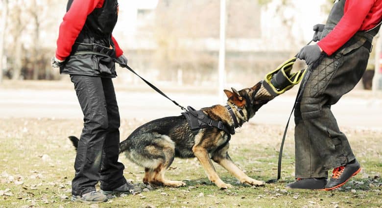 Training of working dog outdoor
