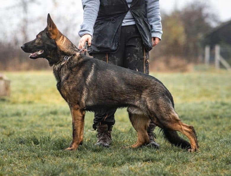 A Czech GSD doing the schutzhund training