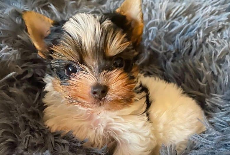 Loving and loyal is the eye catching Parti Yorkie right for you