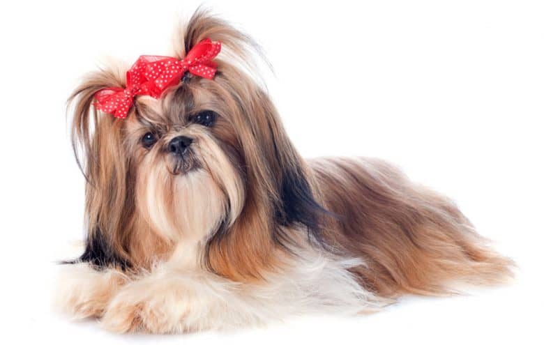 Tri-colored Shih Tzu dog portrait