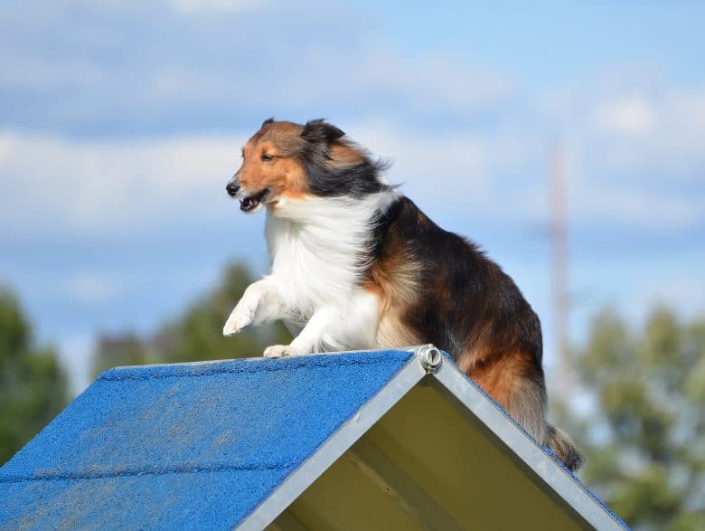 A tricolor Shetland Sheepdog doing agility training