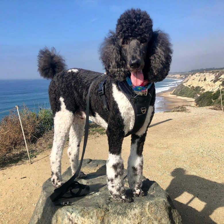 Tuxedo Poodle dog standing on an overlooking beach